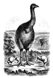 Emerald Hours in New Zealand (1906) · Lowth · 232