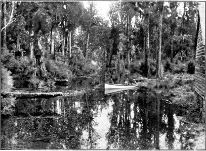 Emerald Hours in New Zealand (1906) · Lowth · 146