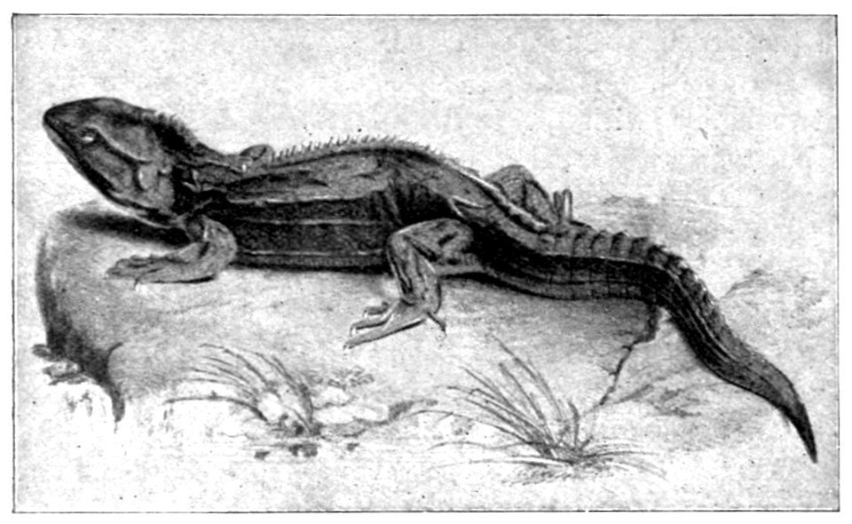 Emerald Hours in New Zealand (1906) · Lowth · 157