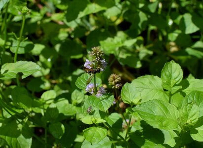 Pollinator insect stinging