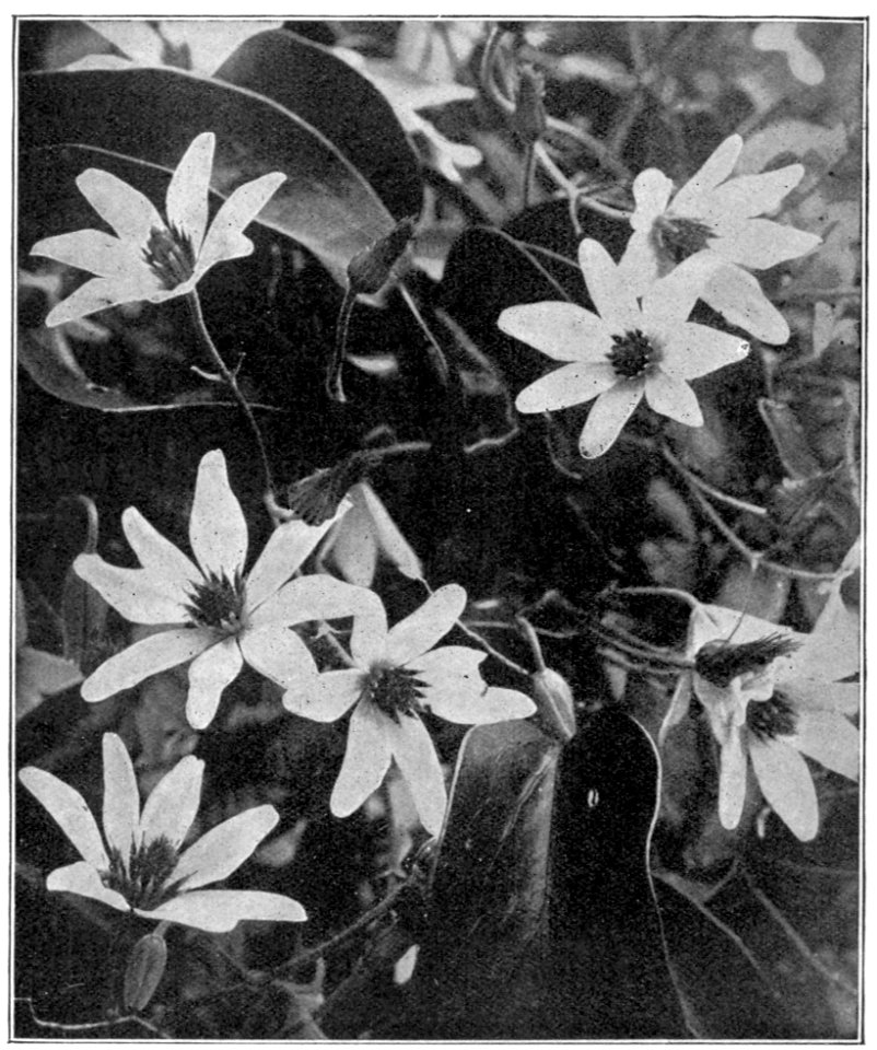 Emerald Hours in New Zealand (1906) · Lowth · 192