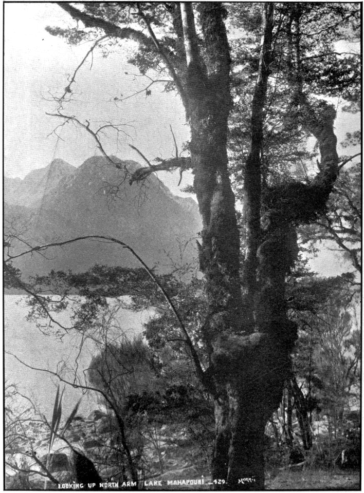 Emerald Hours in New Zealand (1906) · Lowth · 198