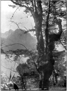 Emerald Hours in New Zealand (1906) · Lowth · 198