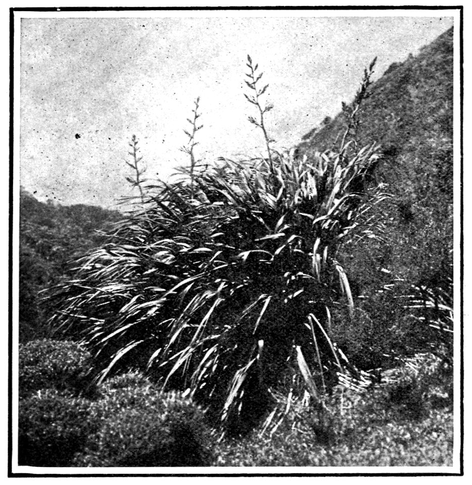Emerald Hours in New Zealand (1906) · Lowth · 210