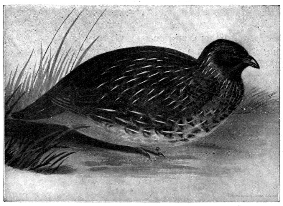 Emerald Hours in New Zealand (1906) · Lowth · 200