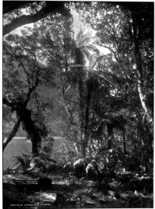 Emerald Hours in New Zealand (1906) · Lowth · 207