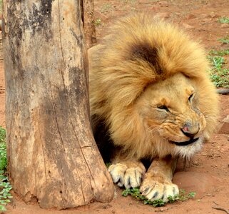 Lion carnivore wild photo