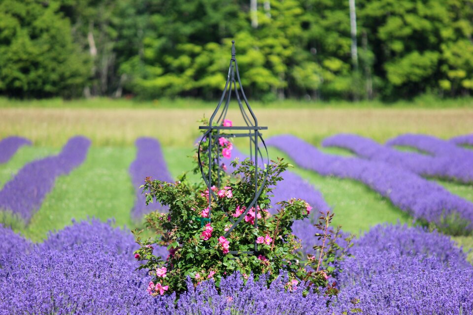 Blossom floral summer