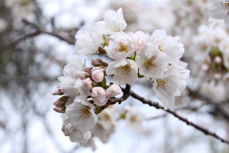 Cherry blossom close-up spring photo