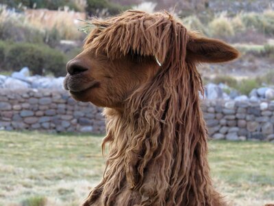 Alpaca animal wool