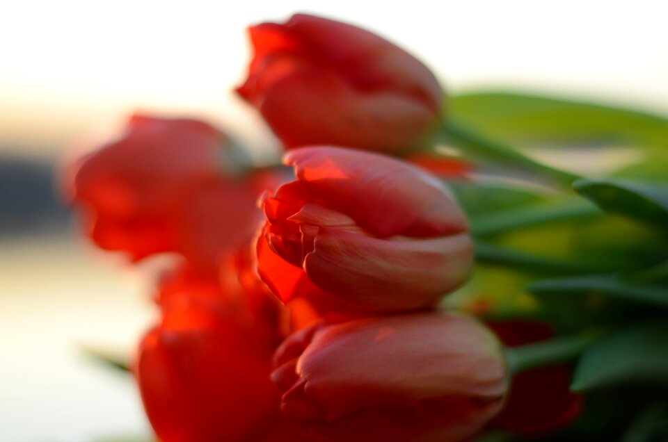 Tulip plant krupnyj plan