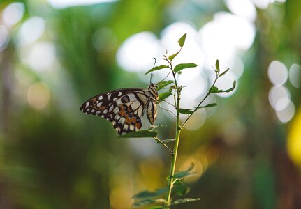 Leaf plant nature photo