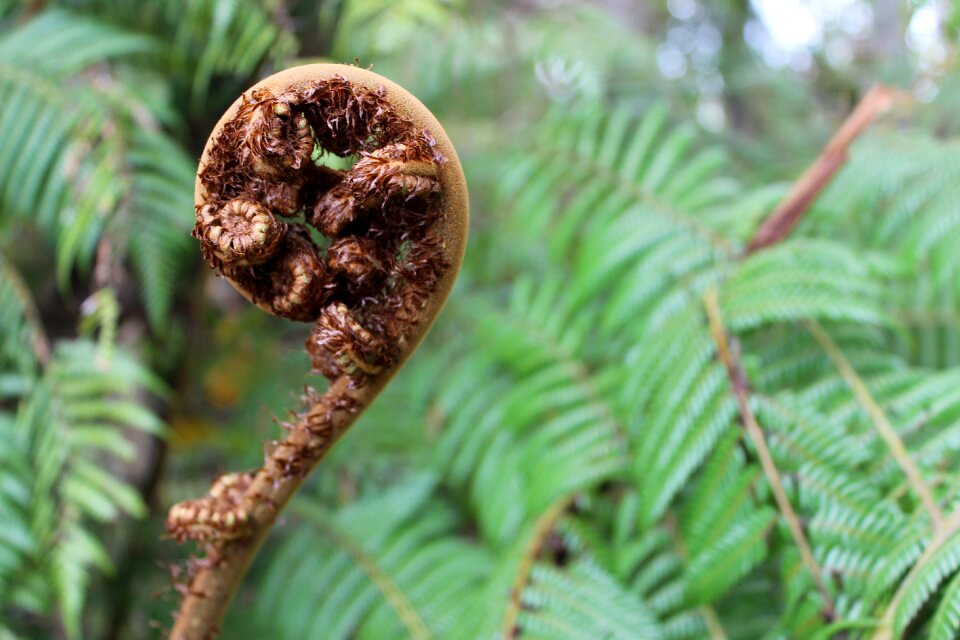 Nature plant landmark
