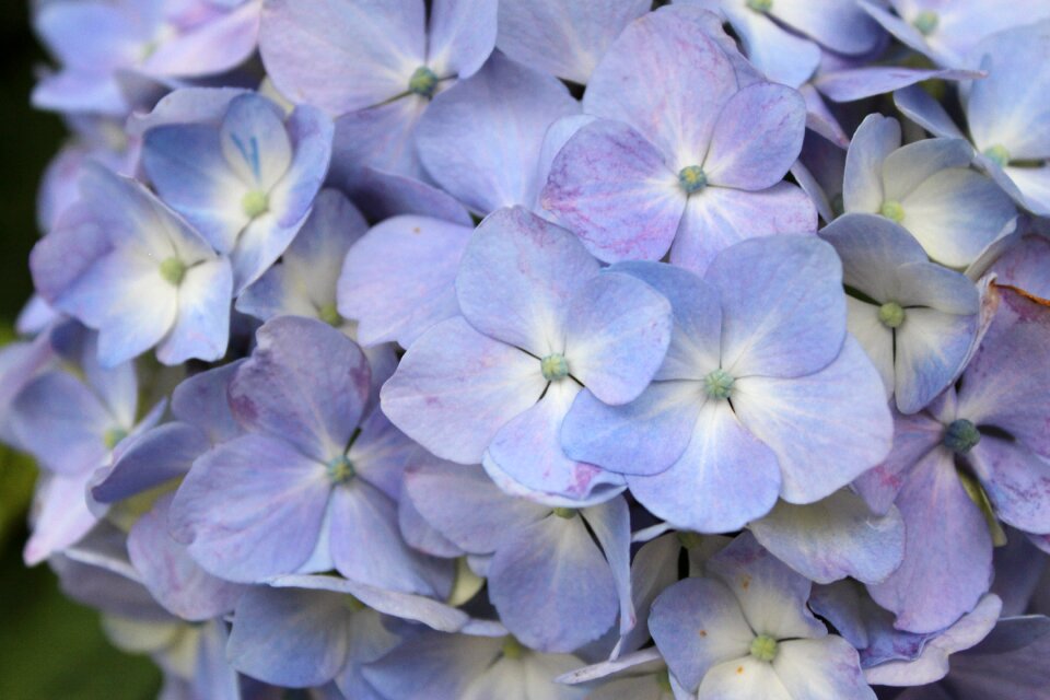 Hydrangea purple in full bloom