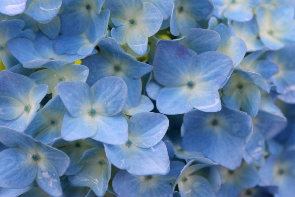 Blue hydrangea rain