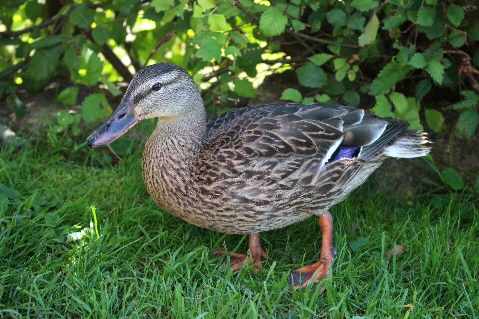 Animal water bird bill