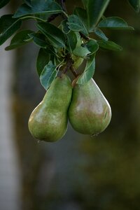 Hanging pair natural