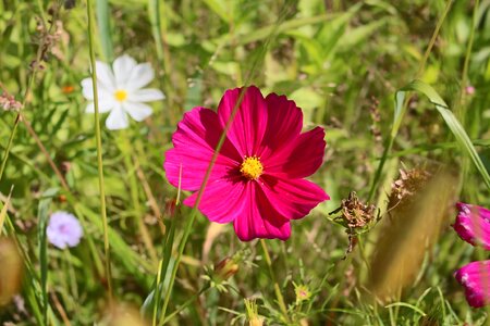Flourished pink wild flower photo