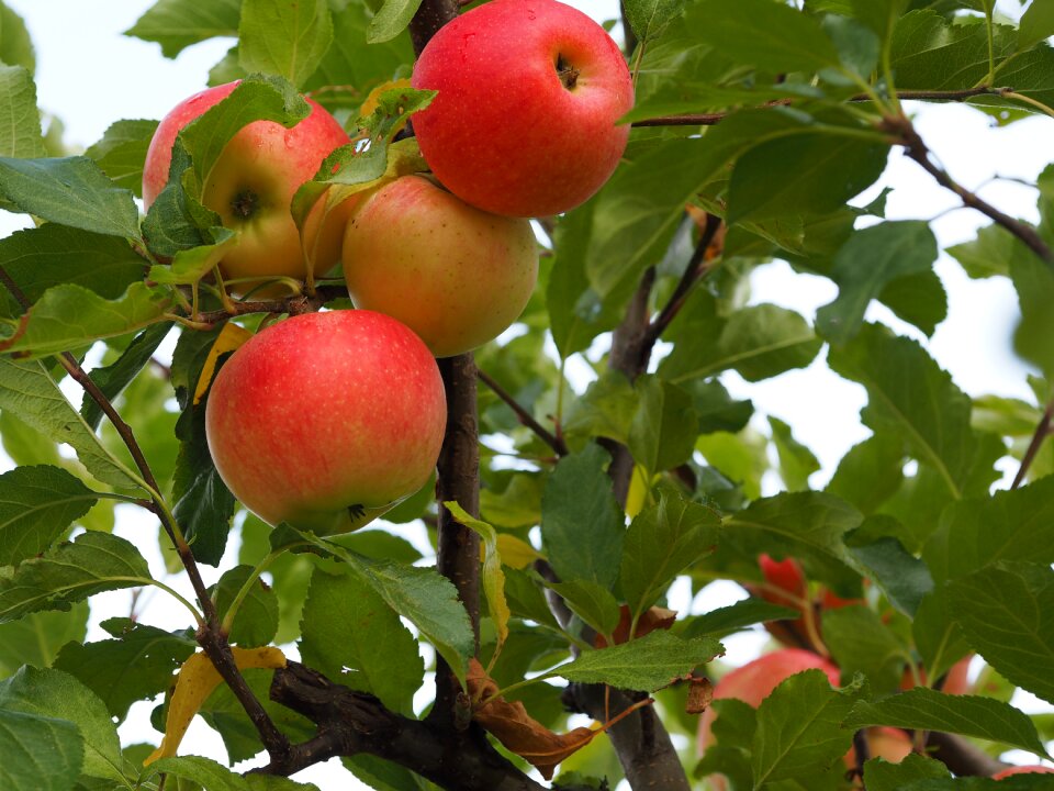 Vegetables fruits agriculture