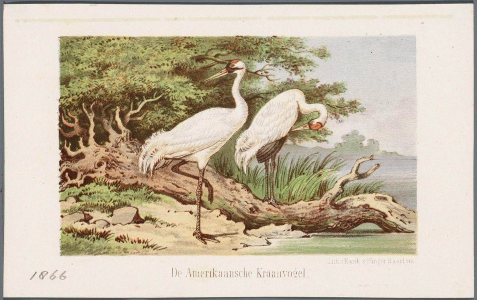 Emrik en Binger (1830-1916), Afb 000395000413