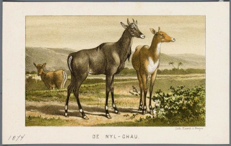 Emrik en Binger (1830-1916), Afb 000395000417