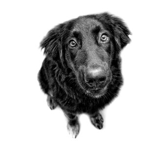 Are you looking at dog look black dog photo