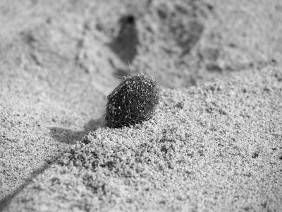 Beach sand reprint by the sea photo