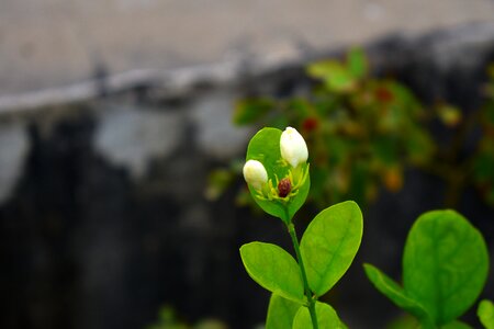 Fragrant vine shrub