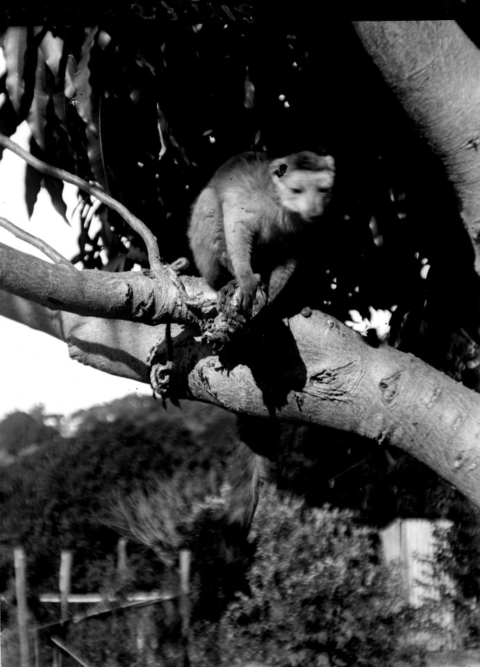 En apa som sitter i ett träd. Madagaskar - SMVK - 021787
