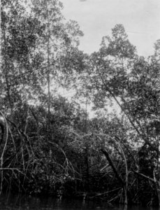 En del av gravfältet och mangoveskog vid La Resaca. Bahía de Cupica. Colombia - SMVK - 003436b photo