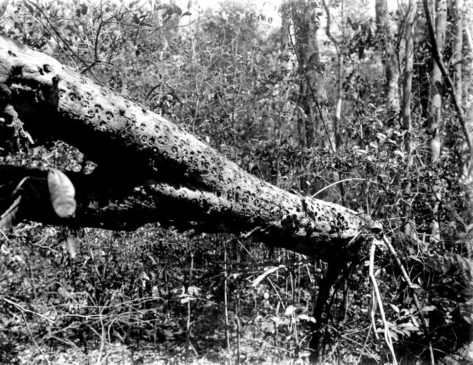 En kullfallen trädstam, angripen av insekter. S-te Marie de Marovoay. Madagaskar - SMVK - 021875