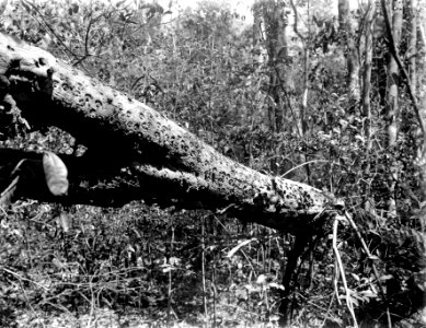 En kullfallen trädstam, angripen av insekter. S-te Marie de Marovoay. Madagaskar - SMVK - 021875