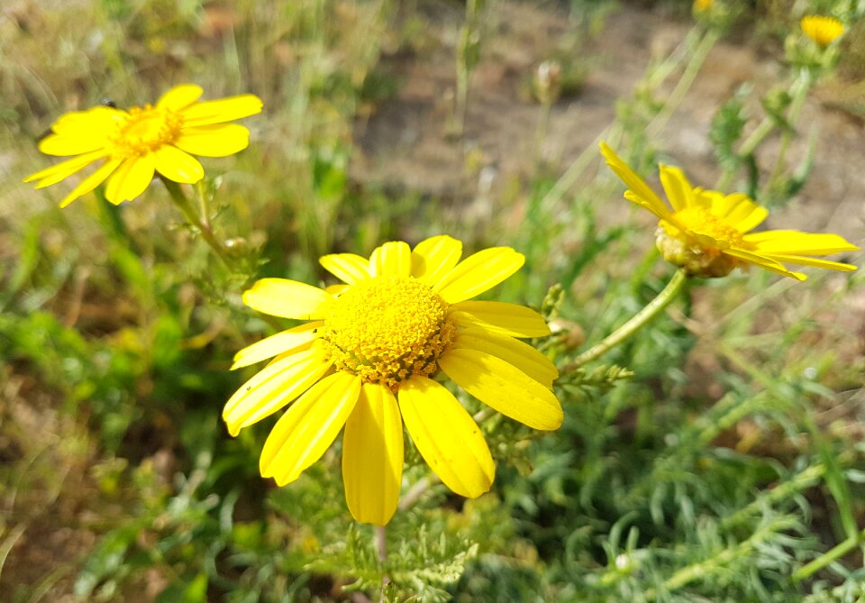 Summer field closeup
