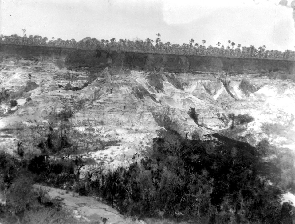 En rad palmer i bakgrunden. Amborory. Madagaskar - SMVK - 022002