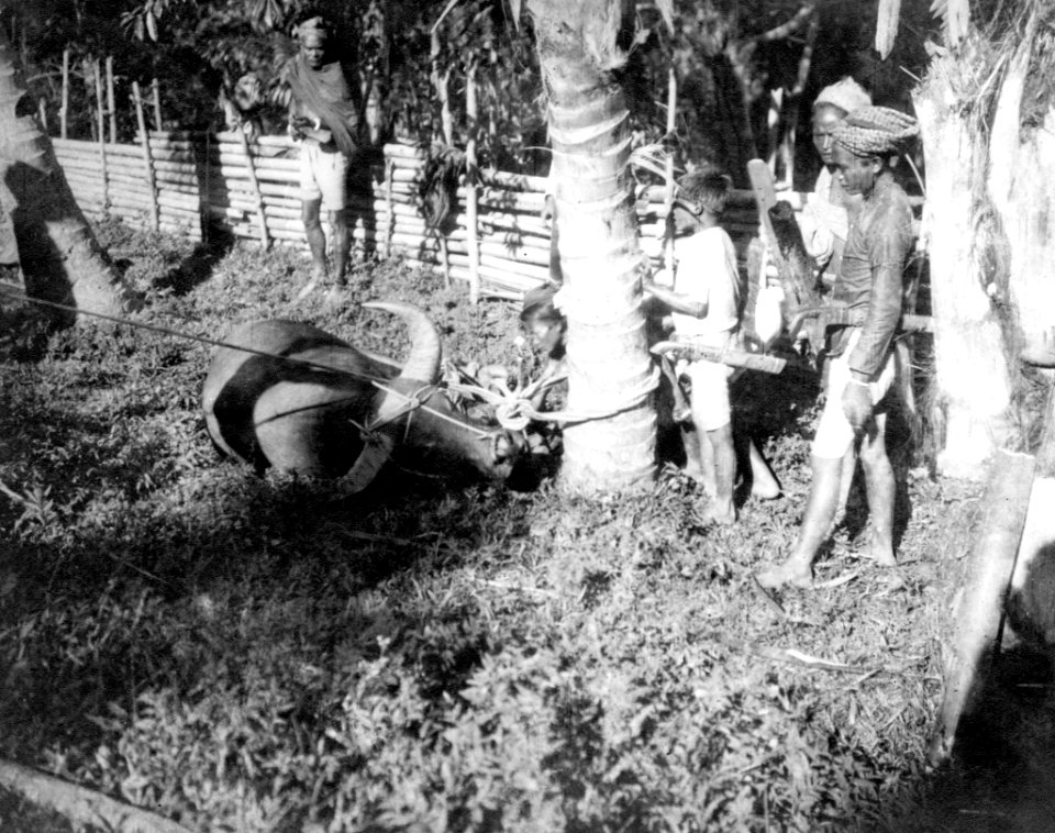En kullkastad buffel som fastbindes för att skäktas - SMVK - 000328