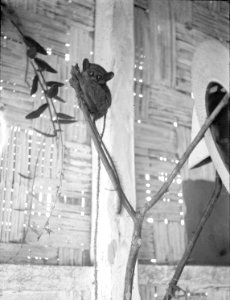 En liten spökapa (Tarsus fuseus). Exemplar i fångenskap - SMVK - 1986D