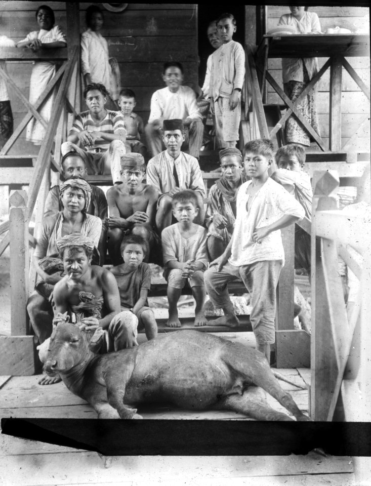 En sapi oetan. Menado, Kabupaten Bolaang Mongondow, Sulawesi. Indonesien - SMVK - 1984D