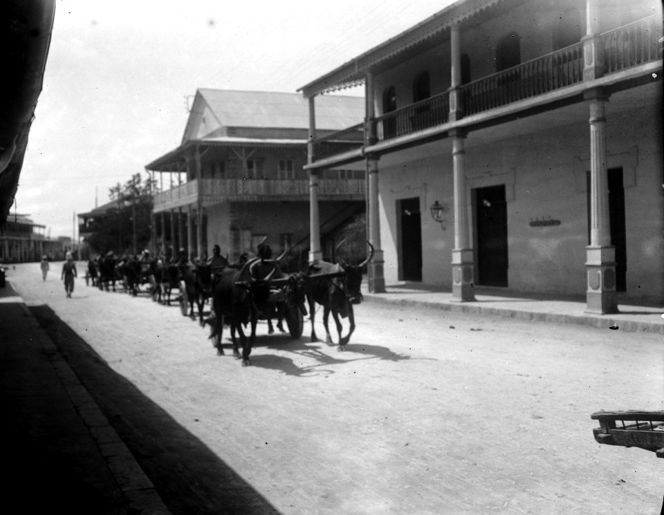En rad indiska oxkärror på gatan. Mahajunga, Majunga. Madagaskar - SMVK - 021942