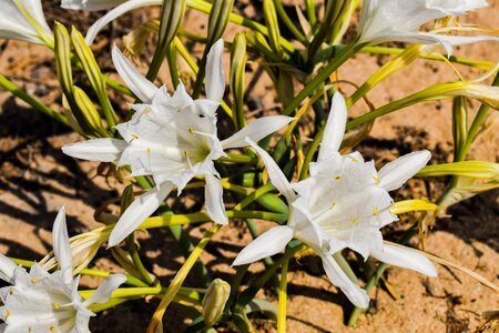 Sand plant flora