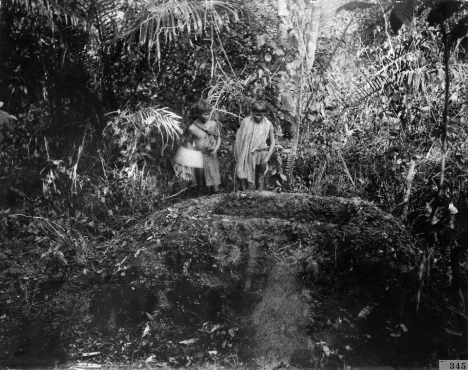 En lådformigt urholkad sten i en skogsdunge nära Mohapi. Sulawesi. Indonesien - SMVK - 000345
