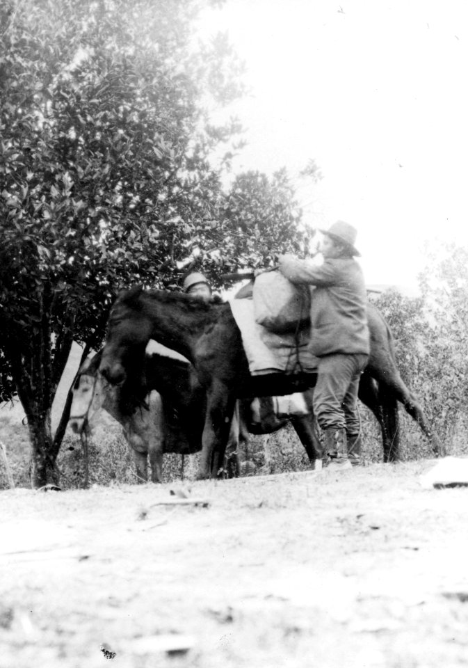 En mulåsna lastas med börda. Sydamerika. Bolivia - SMVK - 002321