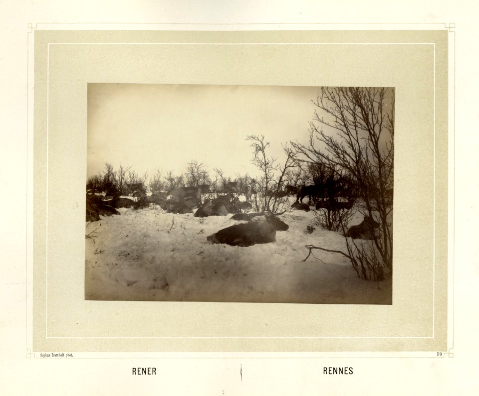 En reinsdyrflokk ligger i snøen på vidda - Norsk folkemuseum - NF.15006-060