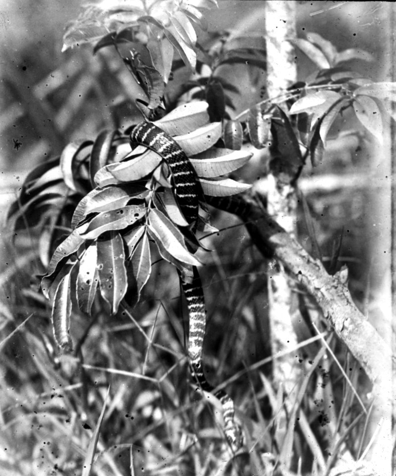 En svart trädorm med gula ringar (Dipsadomorphus). Menado, Kabupaten Bolaang Mongondow, Sulawesi - SMVK - 1990D