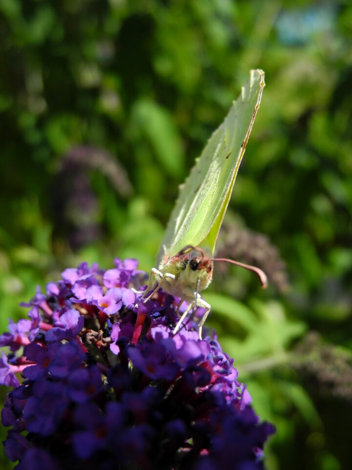 Lilac purple macro nature