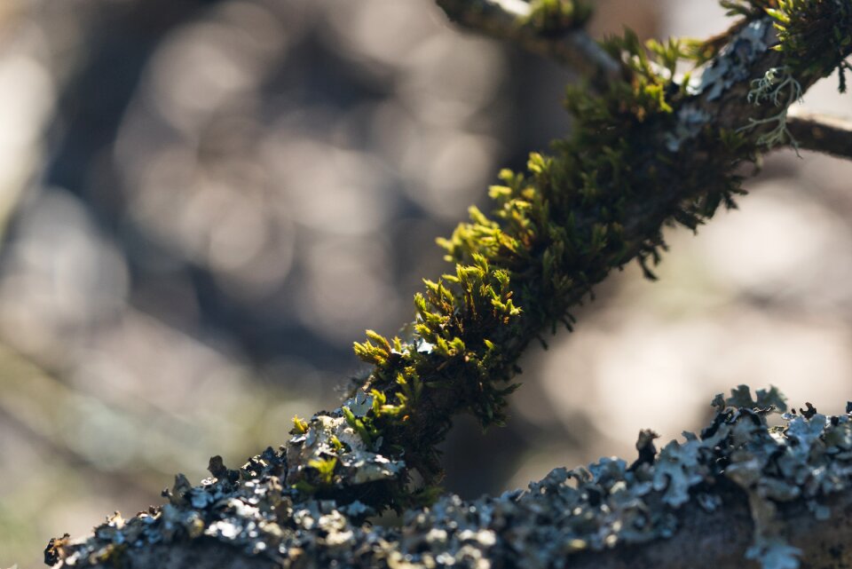 Moss macro bokeh