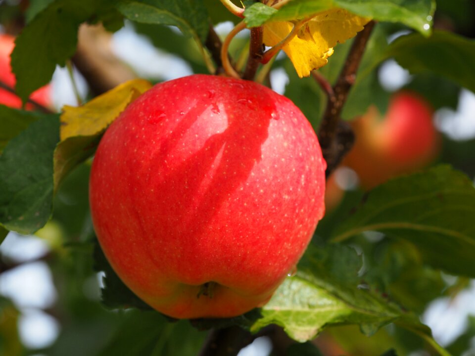 Vegetables fruits agriculture