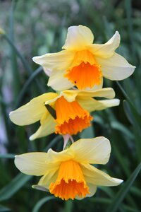 Daffodil spring flowers photo