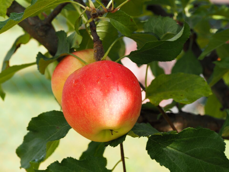 Vegetables fruits agriculture