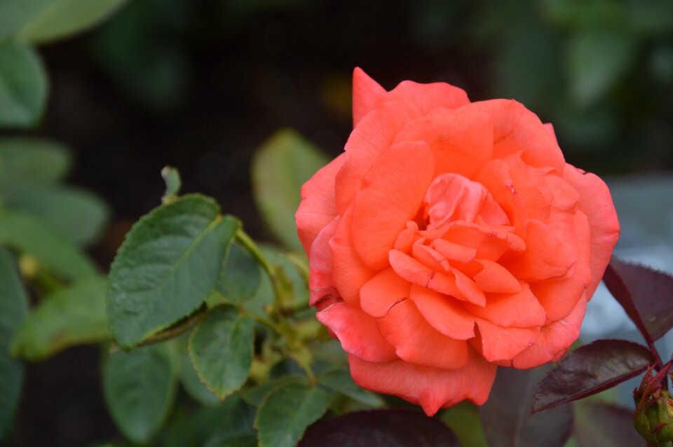 Flower rose spring