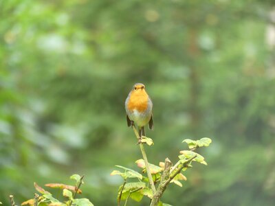 Robin sings forest